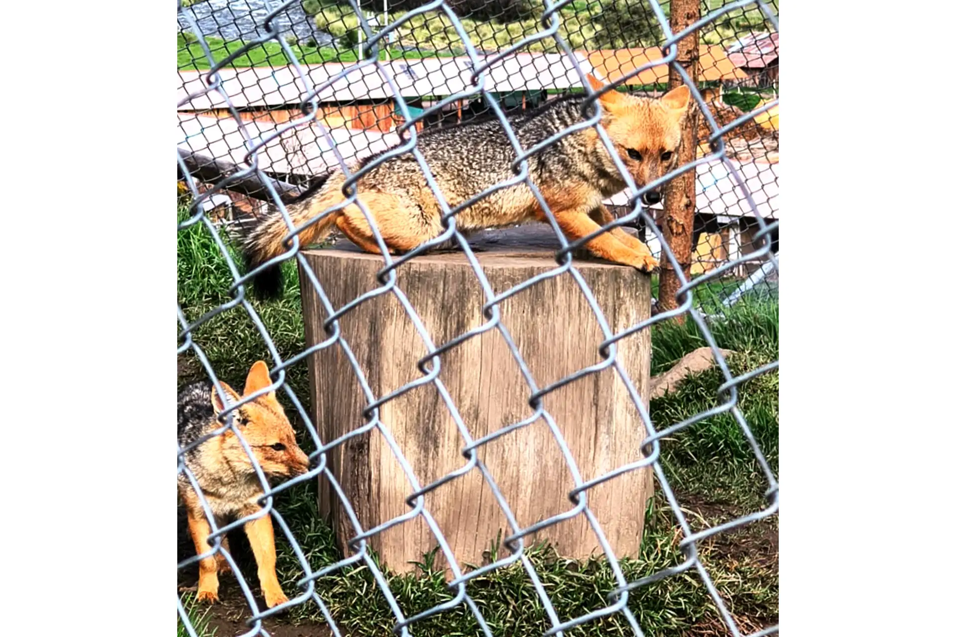 A cuatro años de su estadía en la Granja Porcón de Cajamarca, el zorro Run Run formó una familia junto a su compañera la “Huanuqueña”, con quien tuvo tres crías hace dos meses. Durante este tiempo resultó difícil fotografiar a los cachorros ya que permanecían refugiados en la guarida acondicionada dentro del amplio espacio destinado para el famoso ejemplar de zorro andino. Foto: ANDINA/Difusión