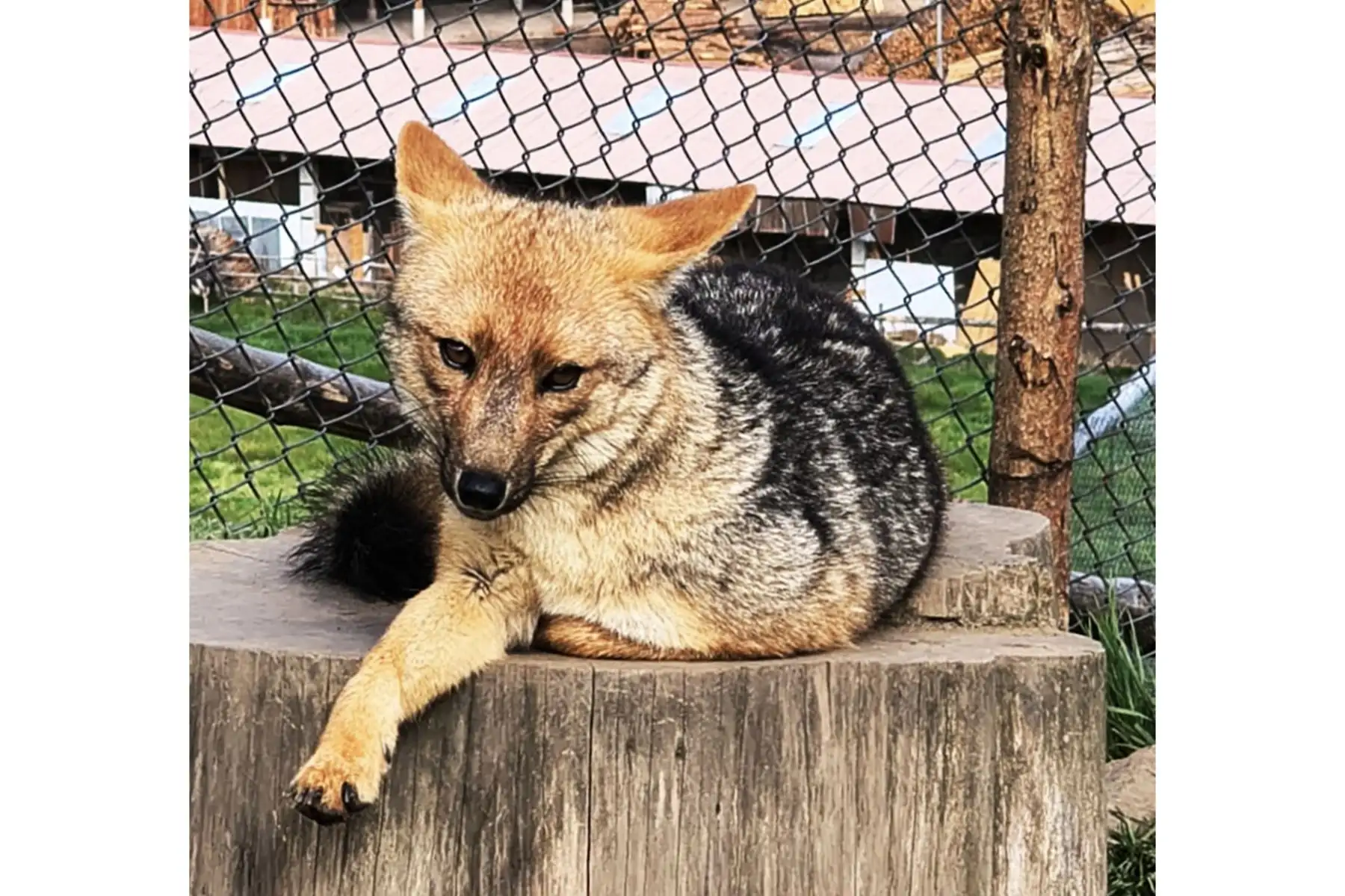 A cuatro años de su estadía en la Granja Porcón de Cajamarca, el zorro Run Run formó una familia junto a su compañera la “Huanuqueña”, con quien tuvo tres crías hace dos meses. Durante este tiempo resultó difícil fotografiar a los cachorros ya que permanecían refugiados en la guarida acondicionada dentro del amplio espacio destinado para el famoso ejemplar de zorro andino. Foto: ANDINA/Difusión