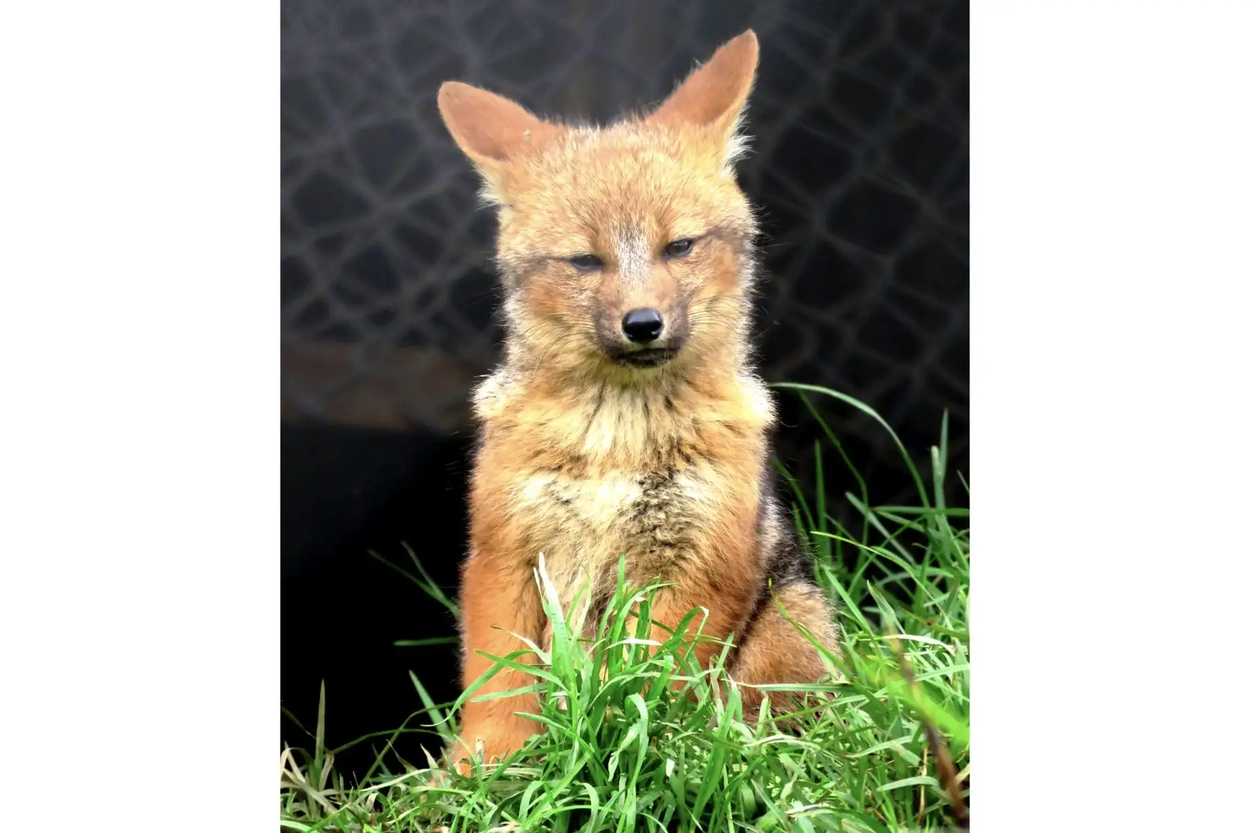 A cuatro años de su estadía en la Granja Porcón de Cajamarca, el zorro Run Run formó una familia junto a su compañera la “Huanuqueña”, con quien tuvo tres crías hace dos meses. Durante este tiempo resultó difícil fotografiar a los cachorros ya que permanecían refugiados en la guarida acondicionada dentro del amplio espacio destinado para el famoso ejemplar de zorro andino. Foto: ANDINA/Difusión