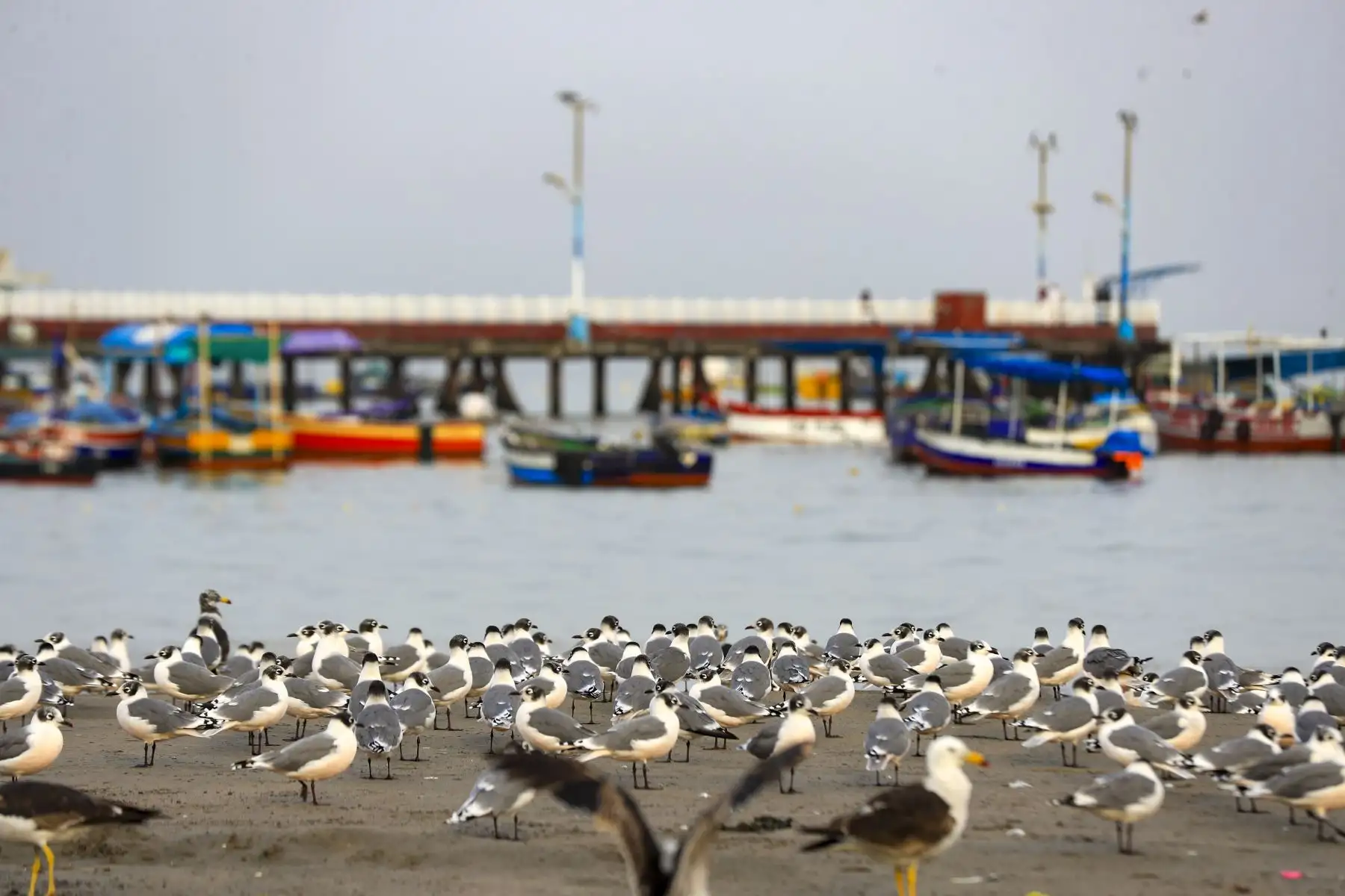Personal municipal realizó labores de limpieza en la playa Agua Dulce, en Chorrillos, devolviendo el orden al espacio público. Foto: ANDINA/ Ricardo Cuba