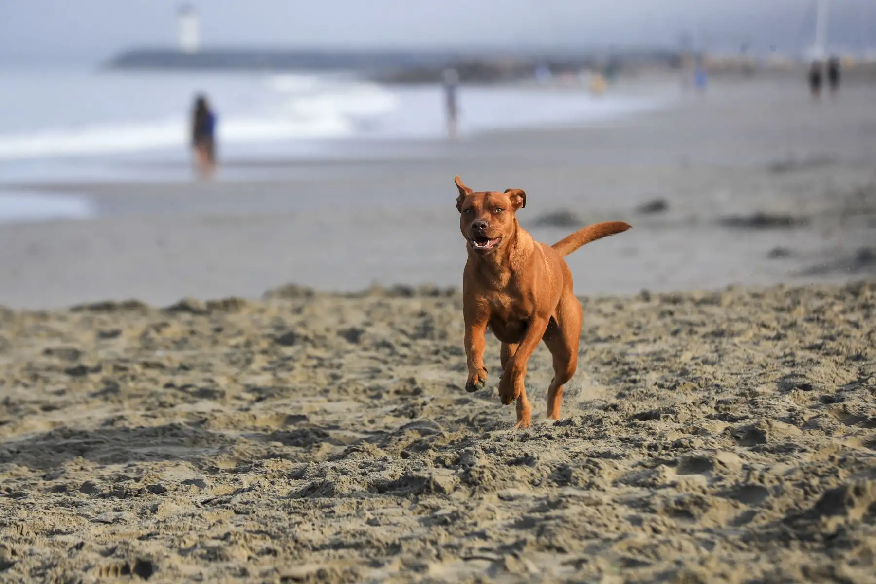 Durante la jornada se retiraron latas, botellas, envoltorios de comida e incluso prendas de vestir dejadas en la arena por algunos bañistas. Foto: ANDINA/ Ricardo Cuba