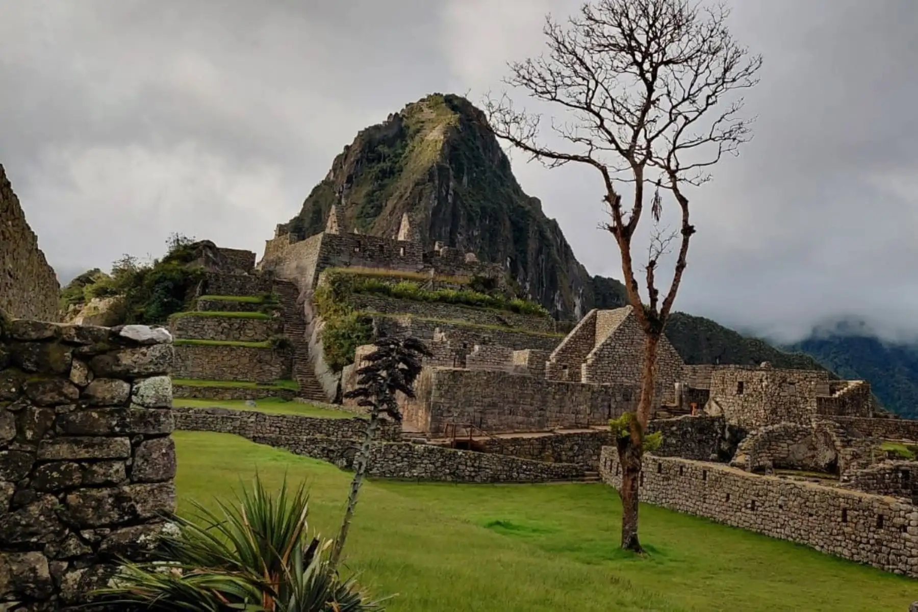 Peru: Culture Ministry to conduct preventive pruning of historic tree at Machu Picchu