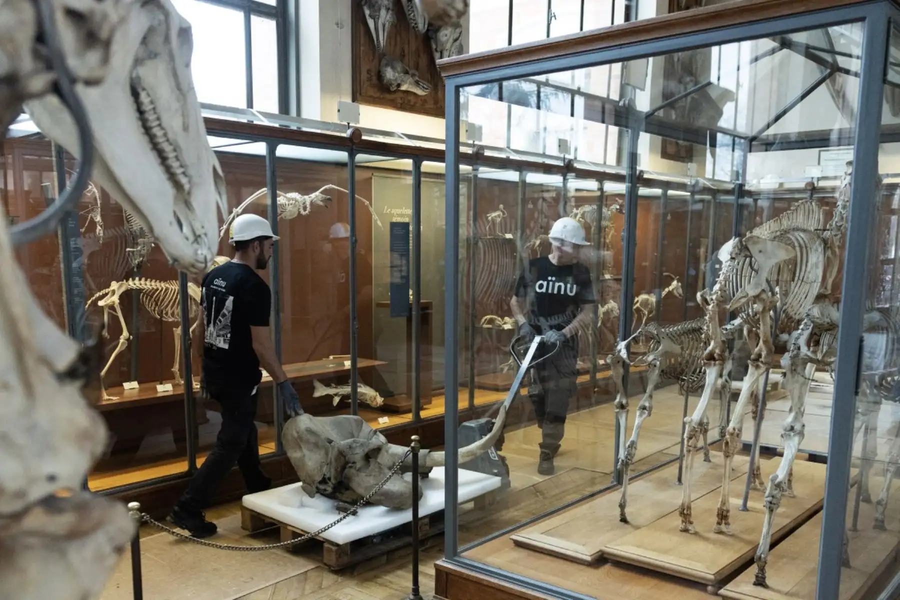 Trabajadores trasladan un cráneo de elefante para protegerlo antes de las obras que deben realizarse en el Museo de Historia Natural de París. Foto: AFP