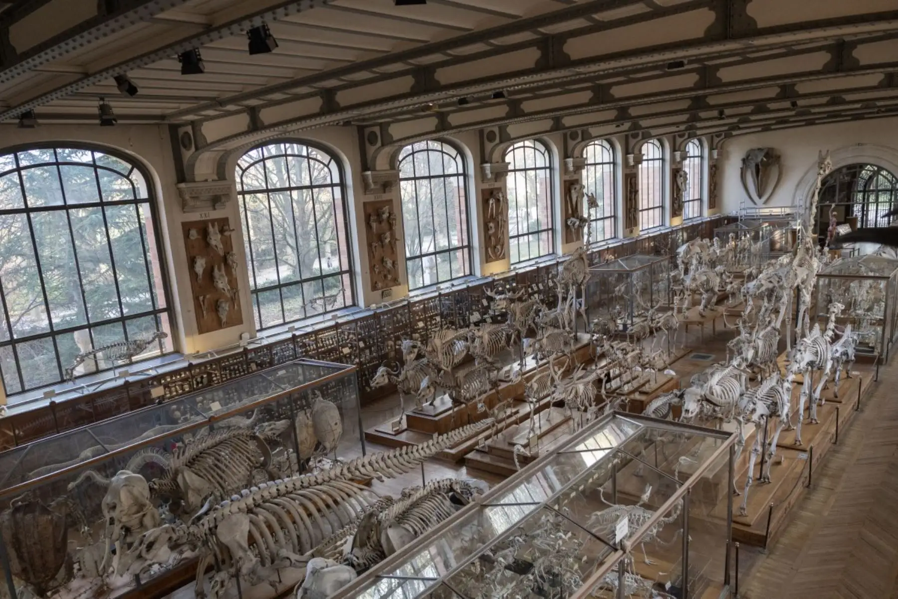 El GPAC, una joya de la arquitectura Art Nouveau inaugurada en 1898, ya cerrada al público desde mediados de enero, quedará completamente inaccesible durante 18 meses debido a las reformas. AFP