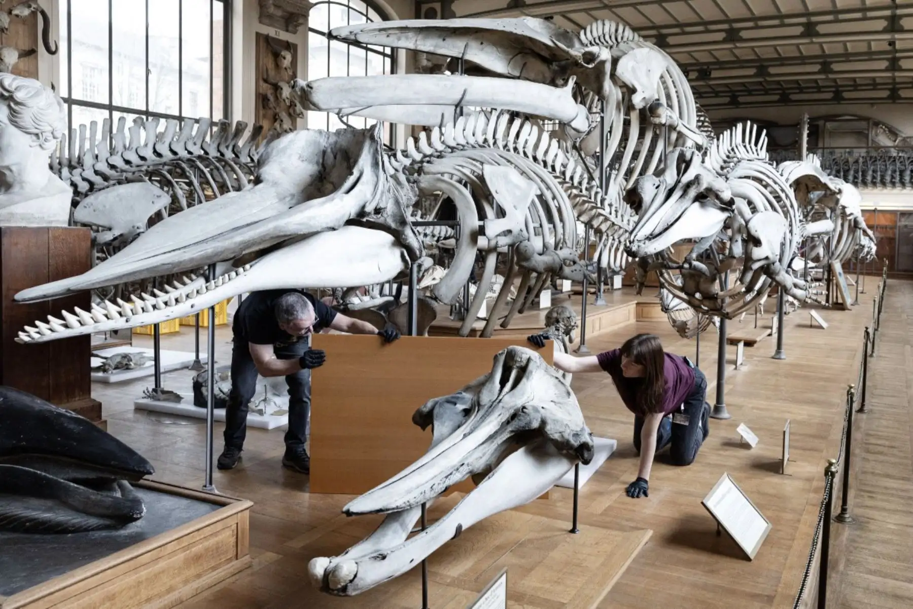 Los técnicos preparan protecciones para esqueletos antes de los trabajos que deben realizarse en el Museo de Historia Natural de París. AFP