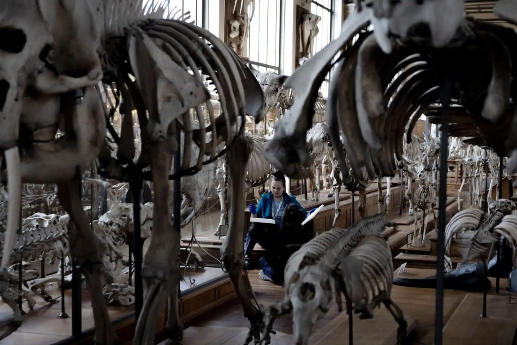 Mientras tanto, en los distintos niveles del yacimiento se desarrolla un intenso trabajo entre vitrinas, fósiles, esqueletos y frascos de formol, con el fin de preparar el terreno para los andamios. AFP