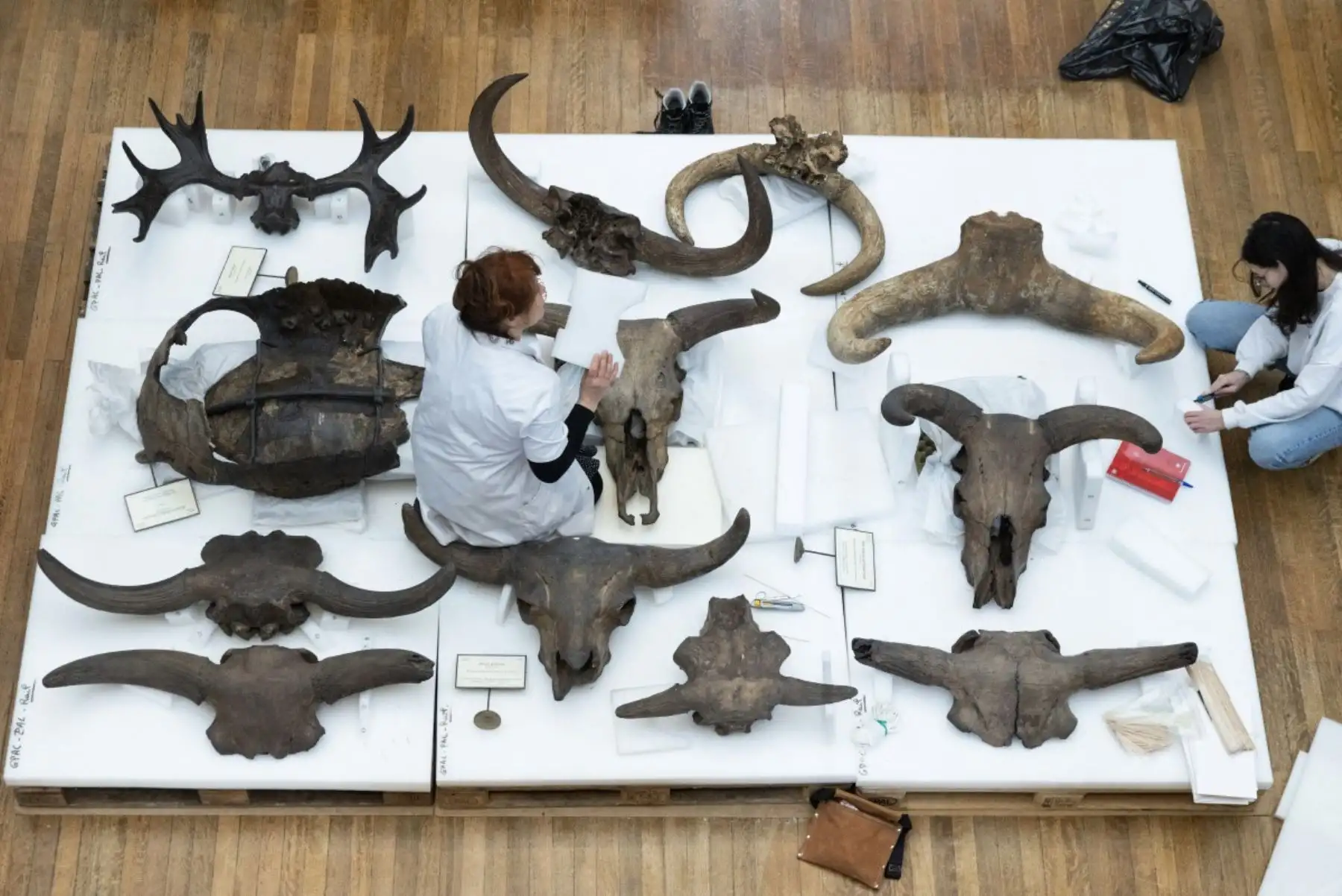 5.600 ejemplares de la galería han sido trasladados desde la apertura de este emblemático recinto. AFP