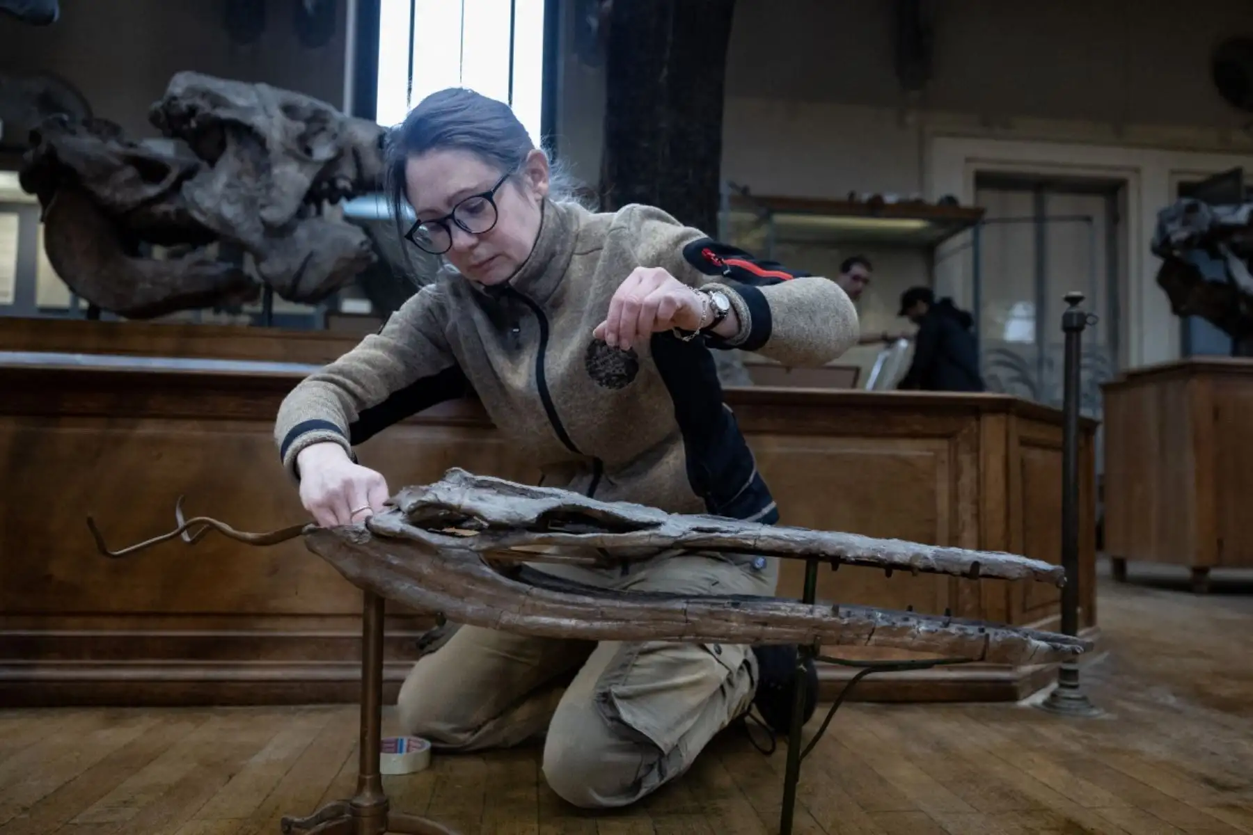 En la galería de anatomía comparada de la planta baja, "la mayoría de los especímenes ya estaban allí, ya sea en la época de las galerías Cuvier (inauguradas en 1806), o bien preparados para esta galería (1898)", explica Christine Lefèvre. AFP