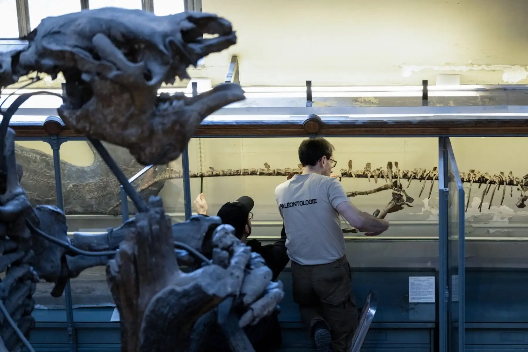En el primer nivel, en paleontología, "ha habido más movimiento porque la llegada de nuevos ejemplares de gran tamaño ha obligado a reorganizar el espacio", continúa, observando los fósiles de dinosaurios. AFP