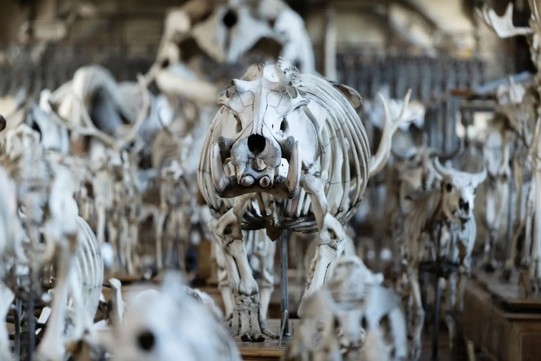Esa es la magia de este lugar más de 100 años después de su apertura: sus ejemplares todavía "se mueven". AFP