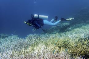  Fotografía de octubre de 2017 cedida por Smithsonian que muestra a investigadora de la Universidad de Guam, la dra. Laurie Raymundo, en una evaluación sanitaria a un arrecife. Foto: EFE