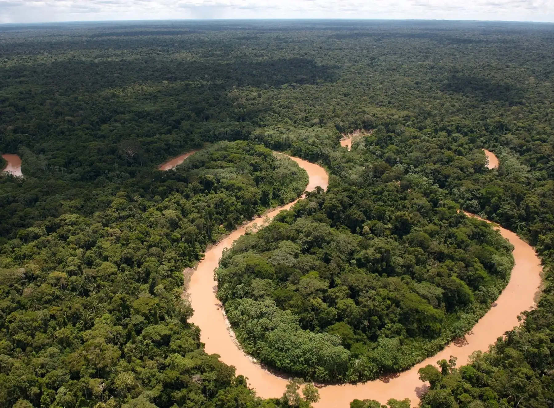 Aprueban subvenciones por más de S/ 1.3 millones para planes de negocio forestal