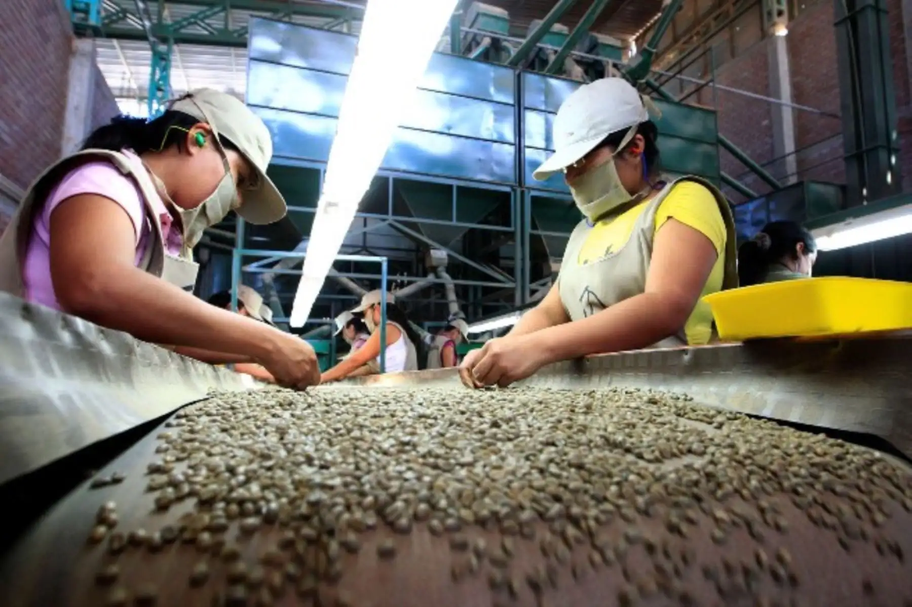 Exportaciones peruanas de café superan los US$ 131.3 millones el primer bimestre 2026