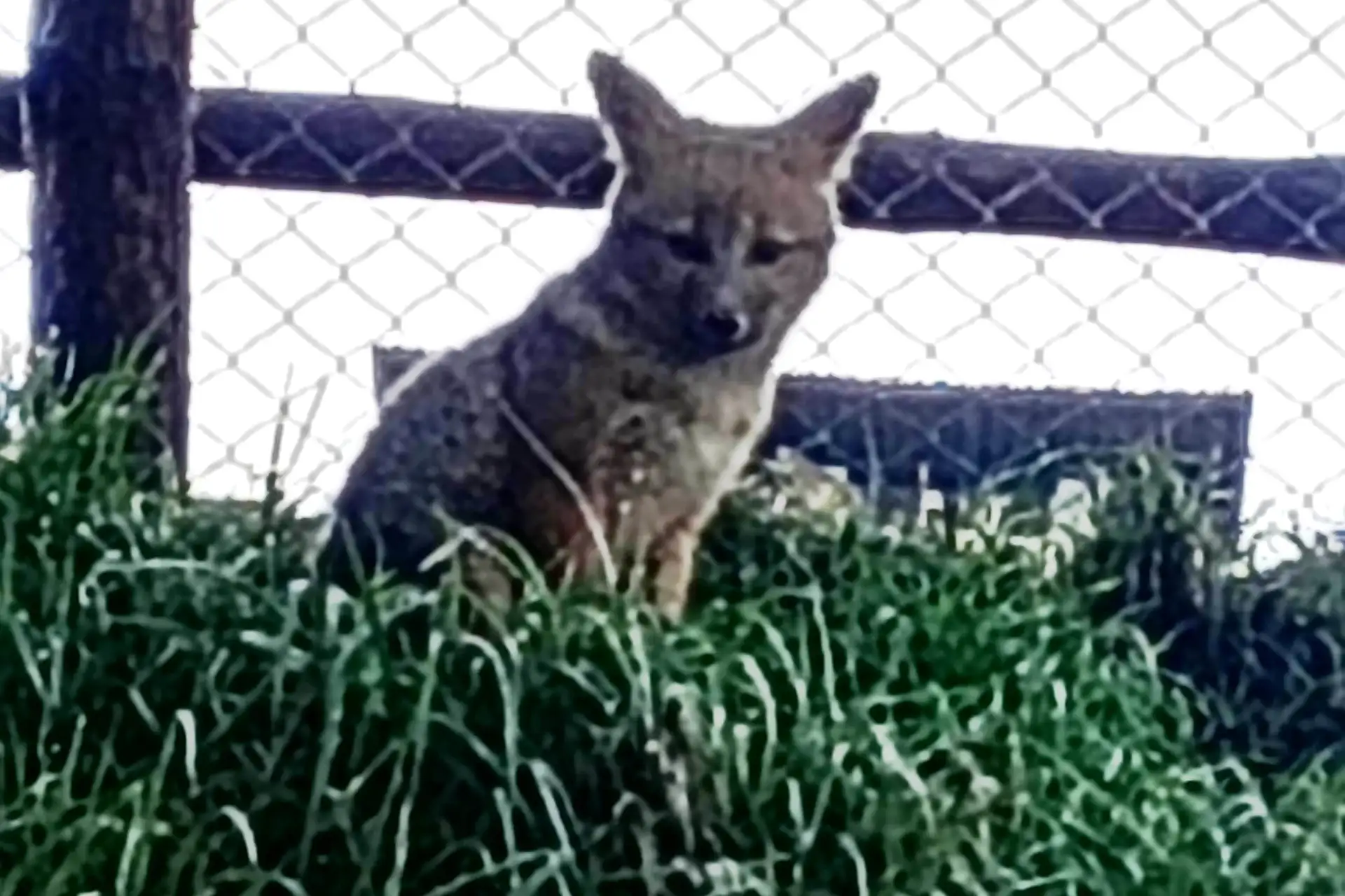 Run Run y su familia se han convertido en una gran sensación en Granja Porcón, ahora que se conoce que el famoso zorro andino tiene pareja y crías. Foto: ANDINA/ Difusión