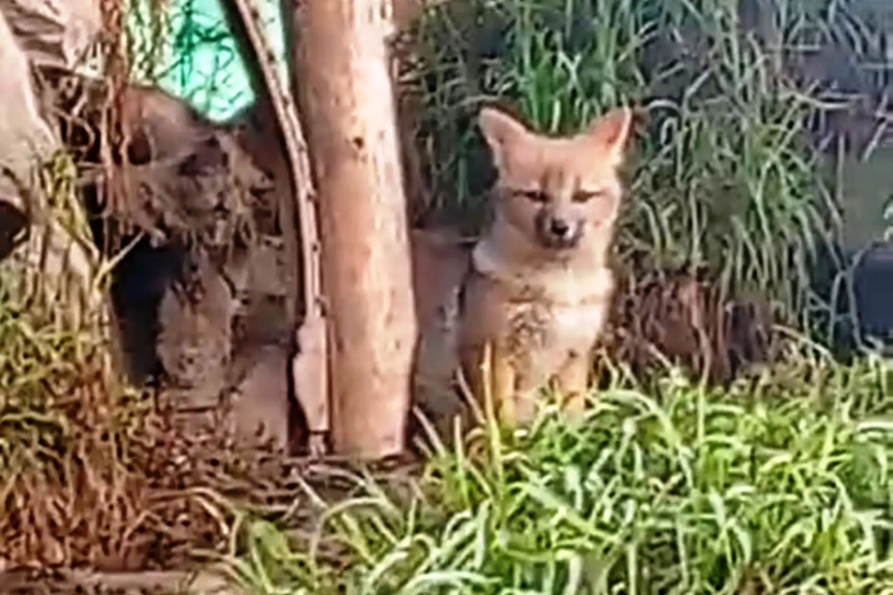 Run Run y su familia se han convertido en una gran sensación en Granja Porcón, ahora que se conoce que el famoso zorro andino tiene pareja y crías. Foto: ANDINA/ Difusión