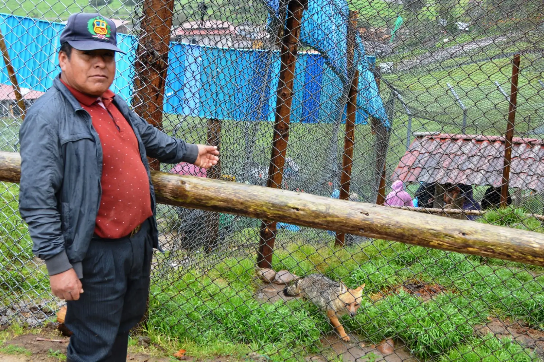 Run Run y su familia se han convertido en una gran sensación en Granja Porcón, ahora que se conoce que el famoso zorro andino tiene pareja y crías. Foto: ANDINA/ Difusión