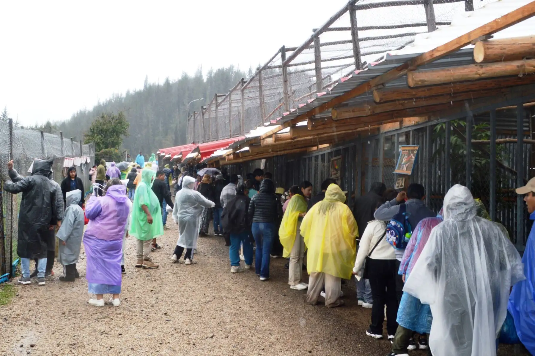 Run Run y su familia se han convertido en una gran sensación en Granja Porcón, ahora que se conoce que el famoso zorro andino tiene pareja y crías. Foto: ANDINA/ Difusión