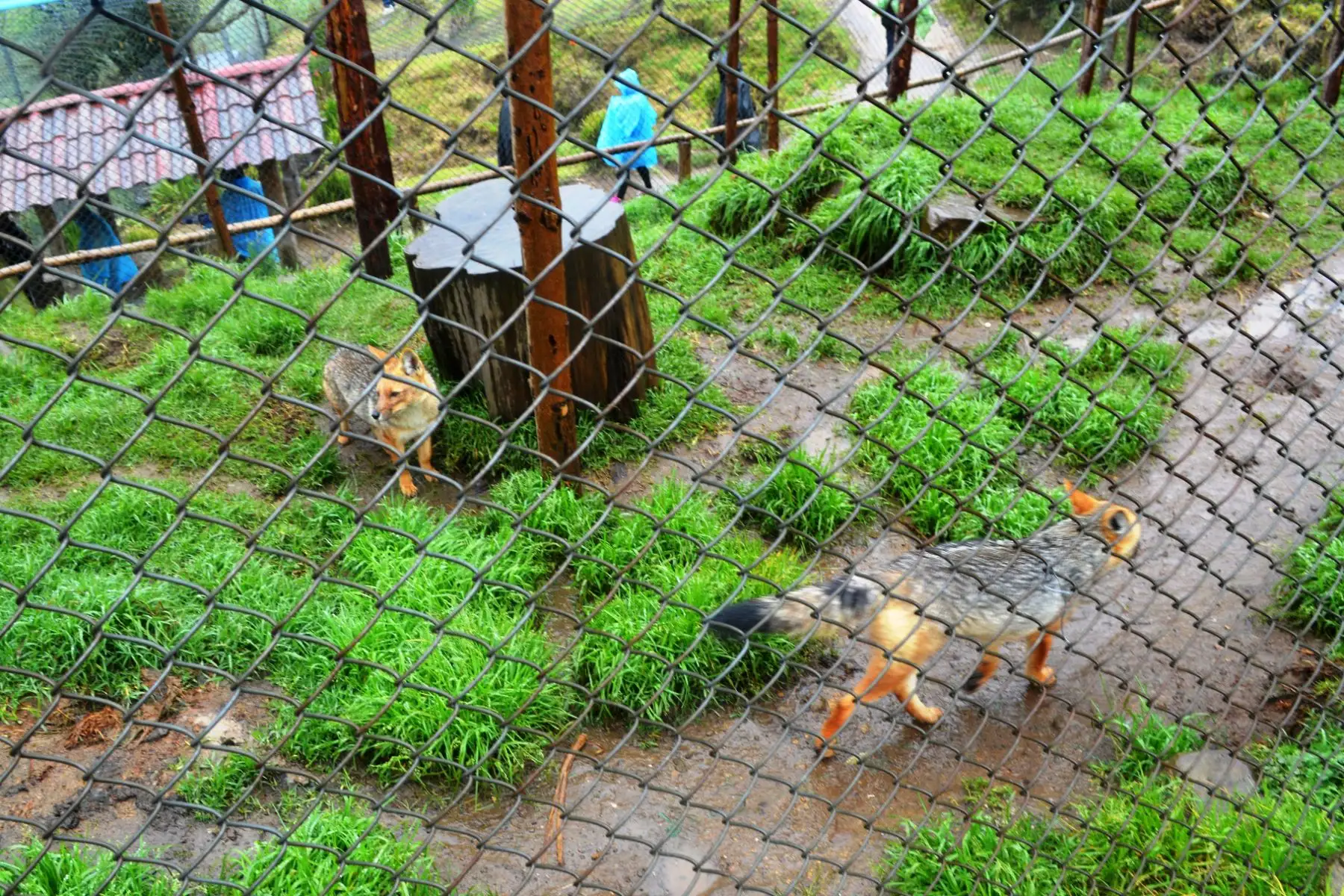 Run Run y su familia se han convertido en una gran sensación en Granja Porcón, ahora que se conoce que el famoso zorro andino tiene pareja y crías. Foto: ANDINA/ Difusión