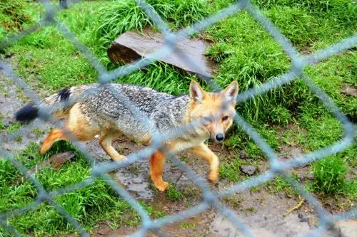 Run Run y familia son sensación en Granja Porcón: miles visitan atractivo para conocerlos