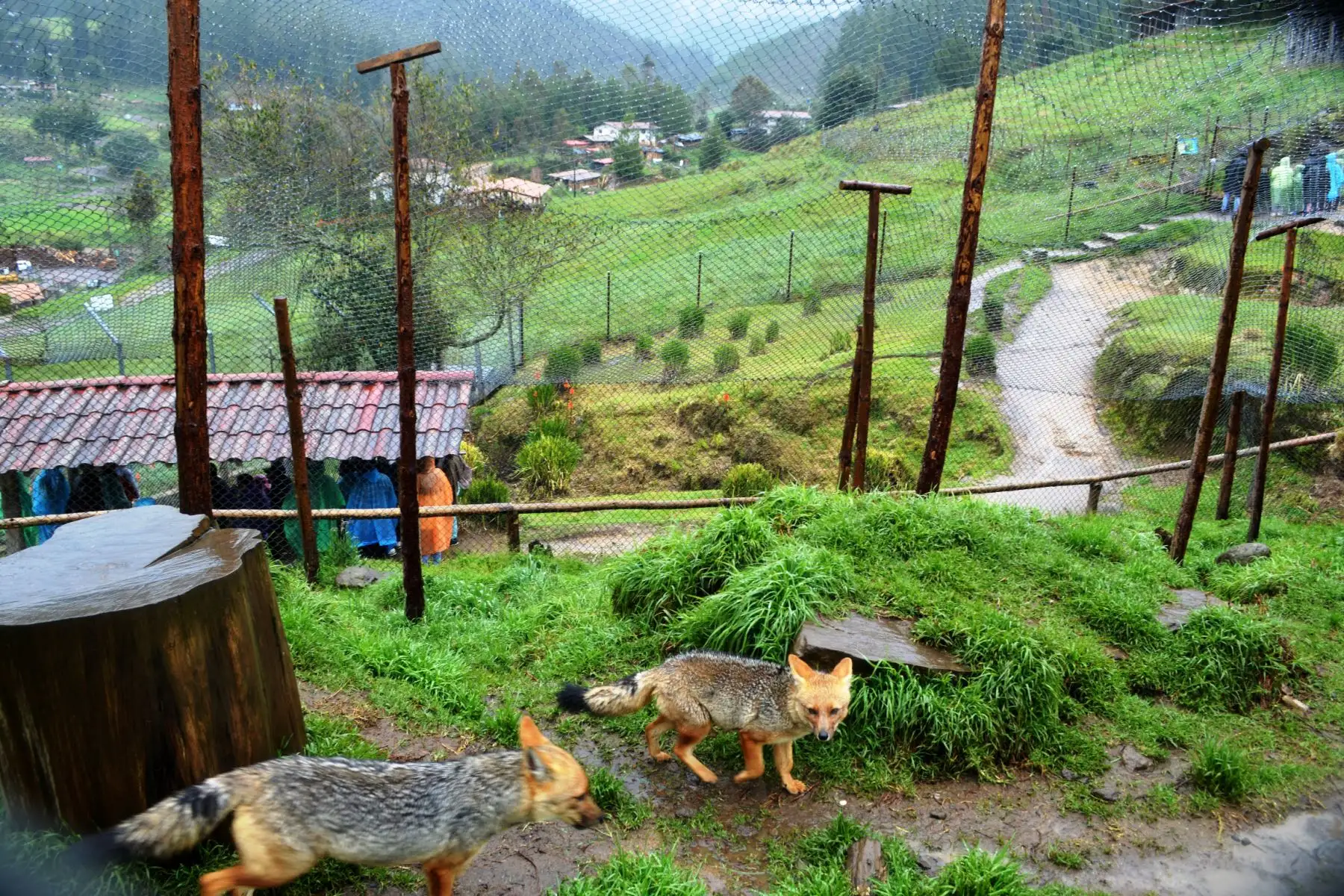 Run Run y su familia se han convertido en una gran sensación en Granja Porcón, ahora que se conoce que el famoso zorro andino tiene pareja y crías. Foto: ANDINA/ Difusión