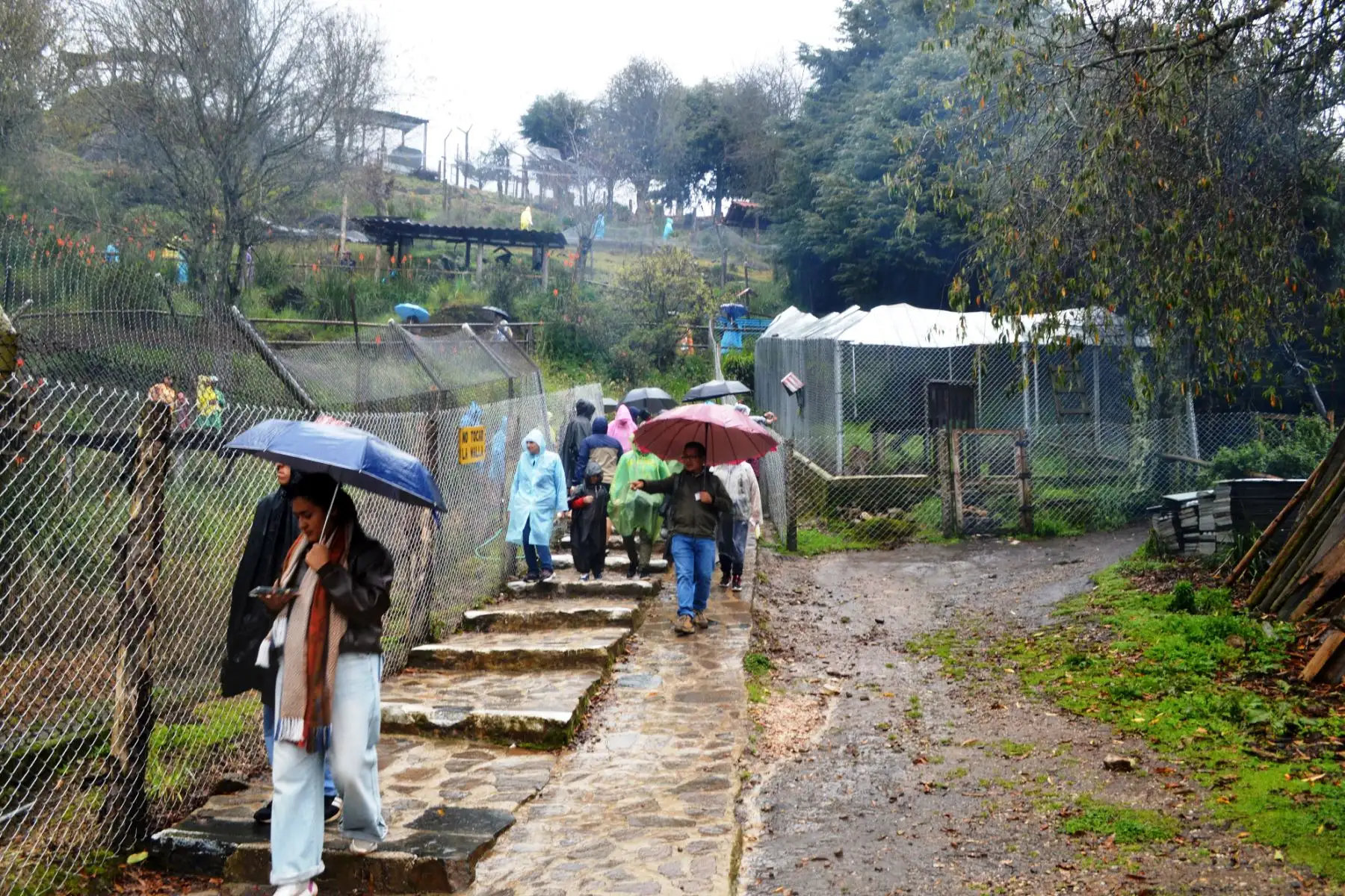 Run Run y su familia se han convertido en una gran sensación en Granja Porcón, ahora que se conoce que el famoso zorro andino tiene pareja y crías. Foto: ANDINA/ Difusión