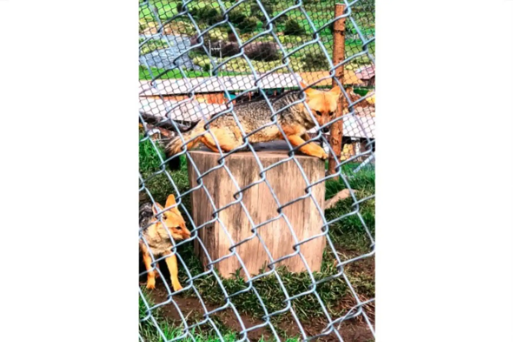 A cuatro años de su estadía en la Granja Porcón de Cajamarca, el zorro Run Run formó una familia junto a su compañera la “Huanuqueña”, con quien tuvo tres crías hace dos meses. Foto: ANDINA/ Difusión
