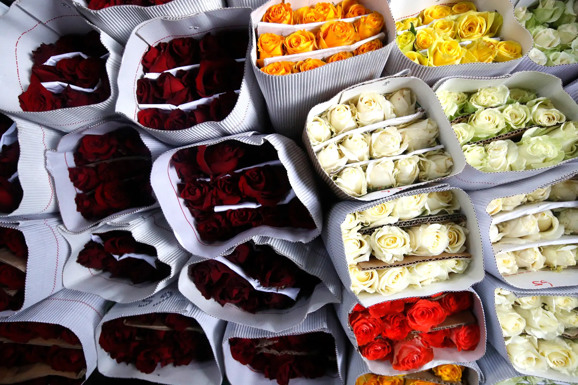 Desde tempranas horas de hoy, gran cantidad de público limeño acuden al Mercado Mayorista De Flores Piedra Liza del distrito de Rímac, para adquirir variados arreglos florales de distintos precios para agasajar con este obsequio a sus amistades y parejas.
Foto: ANDINA/ Eddy Ramos