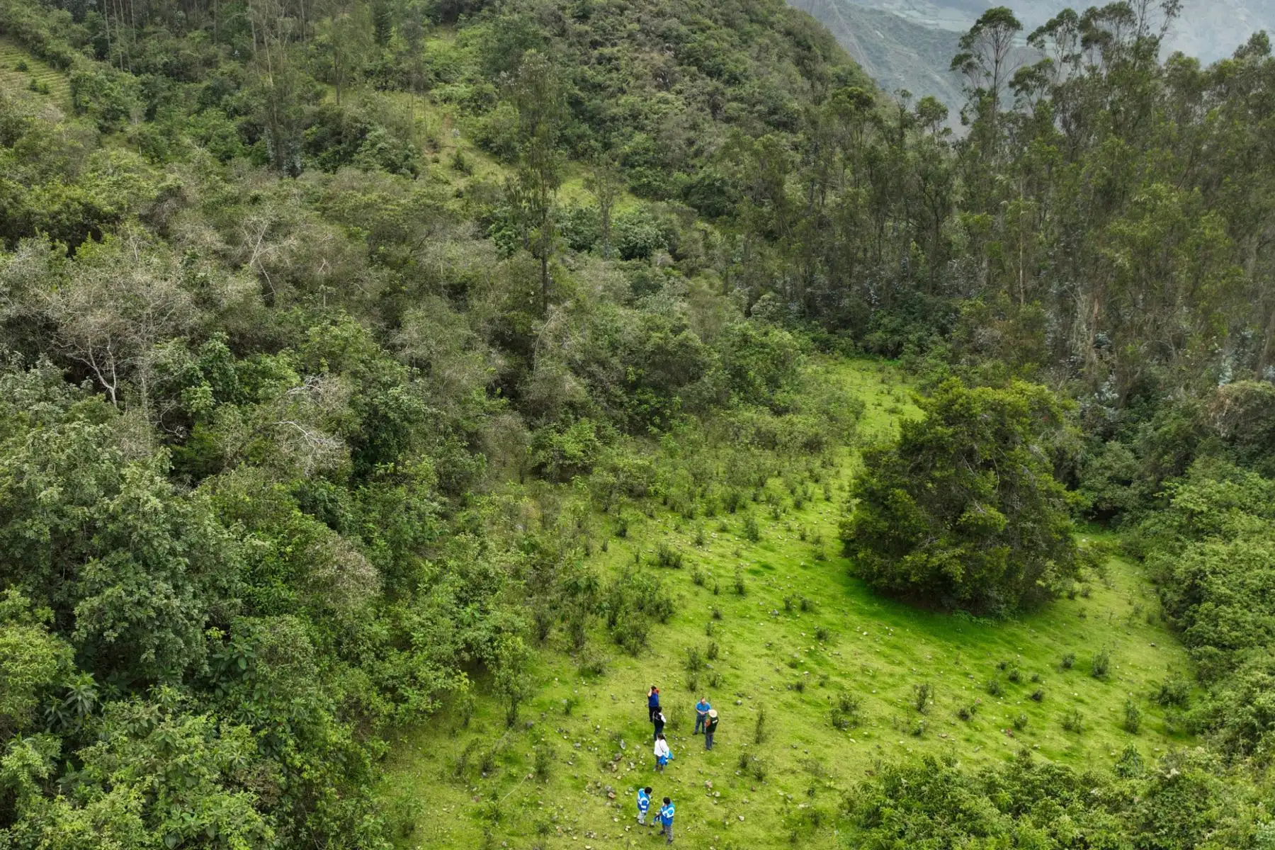 Bosque de Cachil, en La Libertad. Foto: ANDINA/Difusión