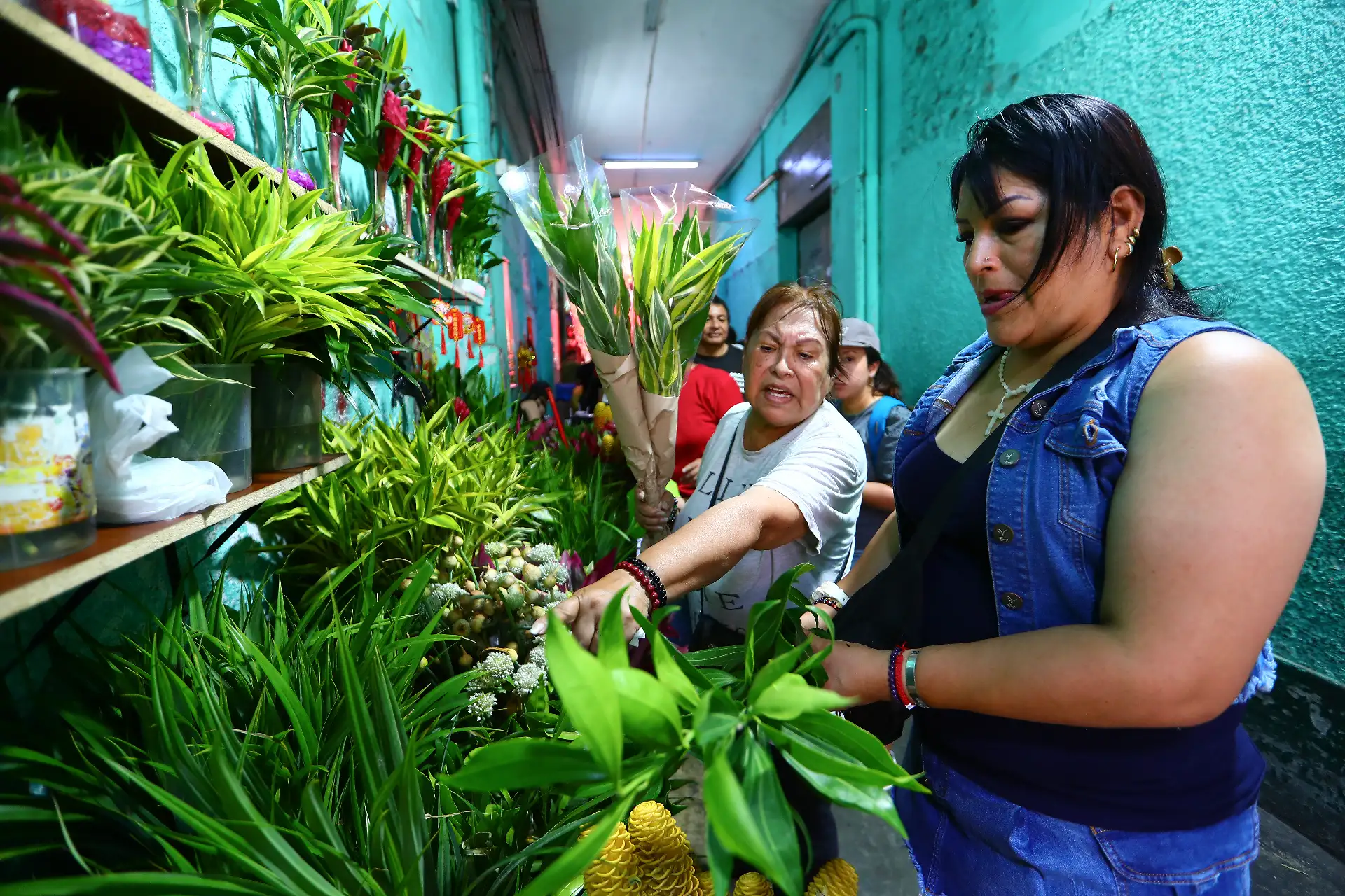 Plantas ornamentales, especialmente las asociadas con la fortuna y la armonía, forman parte de los rituales de renovación para el nuevo año lunar.
Foto: ANDINA/Verónica Calderón Zúñiga