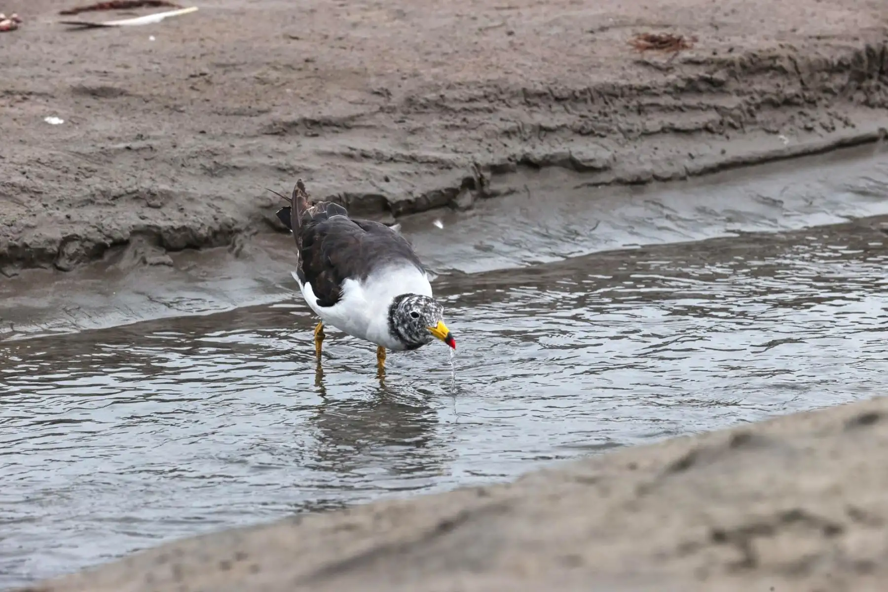 La ausencia masiva de público durante el cierre permitió que aves marinas ocuparan la arena y sobrevolaran a baja altura, una escena poco habitual en esta concurrida playa limeña. 
Foto: ANDINA/ Juan Carlos Guzmán