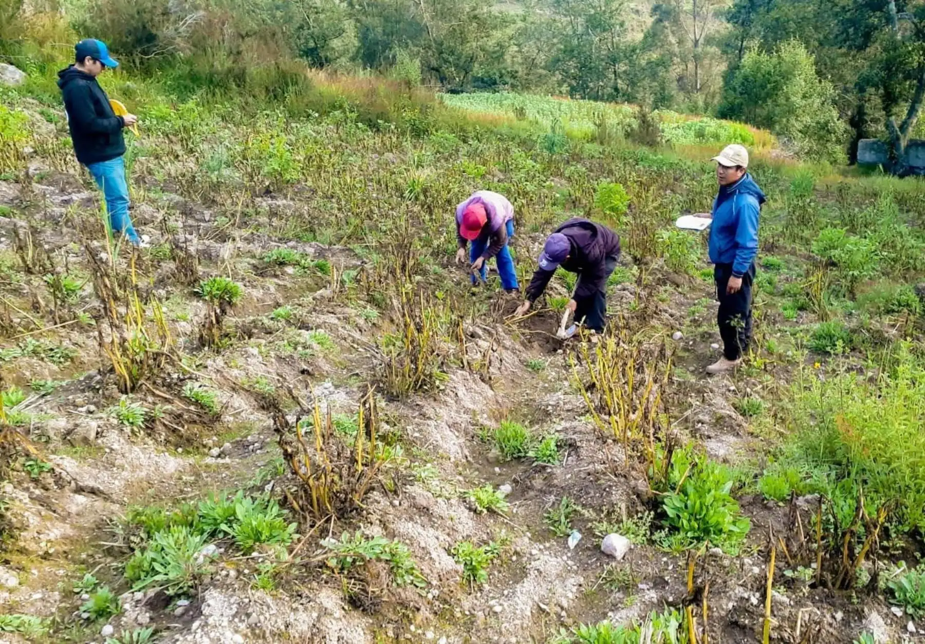 Seguro Agrícola cubrirá más de 8,000 hectáreas de cultivos en Ica ante eventos climáticos