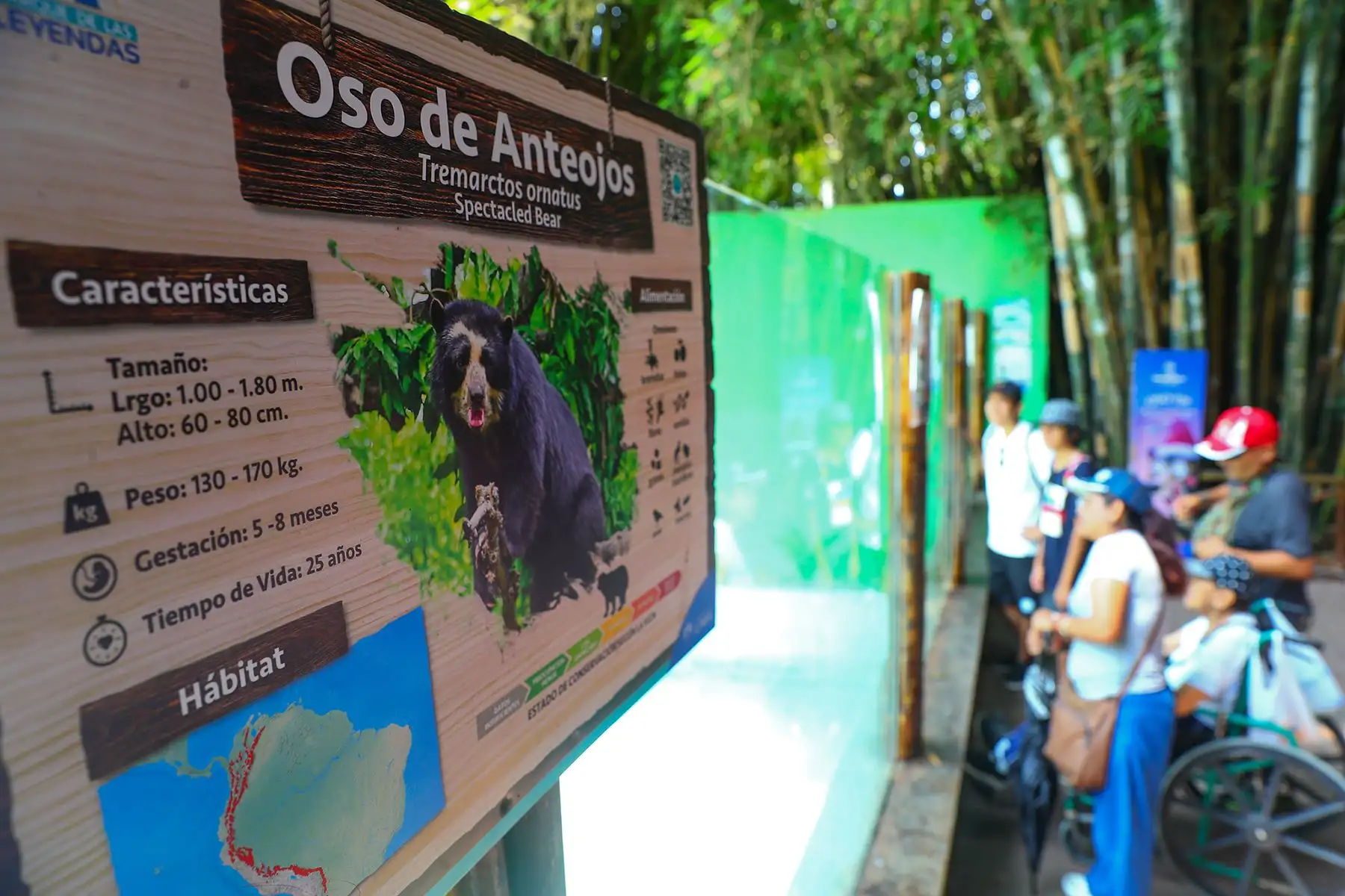 Niños disfrutan al observar al Oso andino durante una jornada de sensibilización sobre su importancia ecológica. La especie es considerada vulnerable y cumple un papel clave en la conservación de los bosques. Foto: ANDINA / Verónica Calderón Zúñiga.