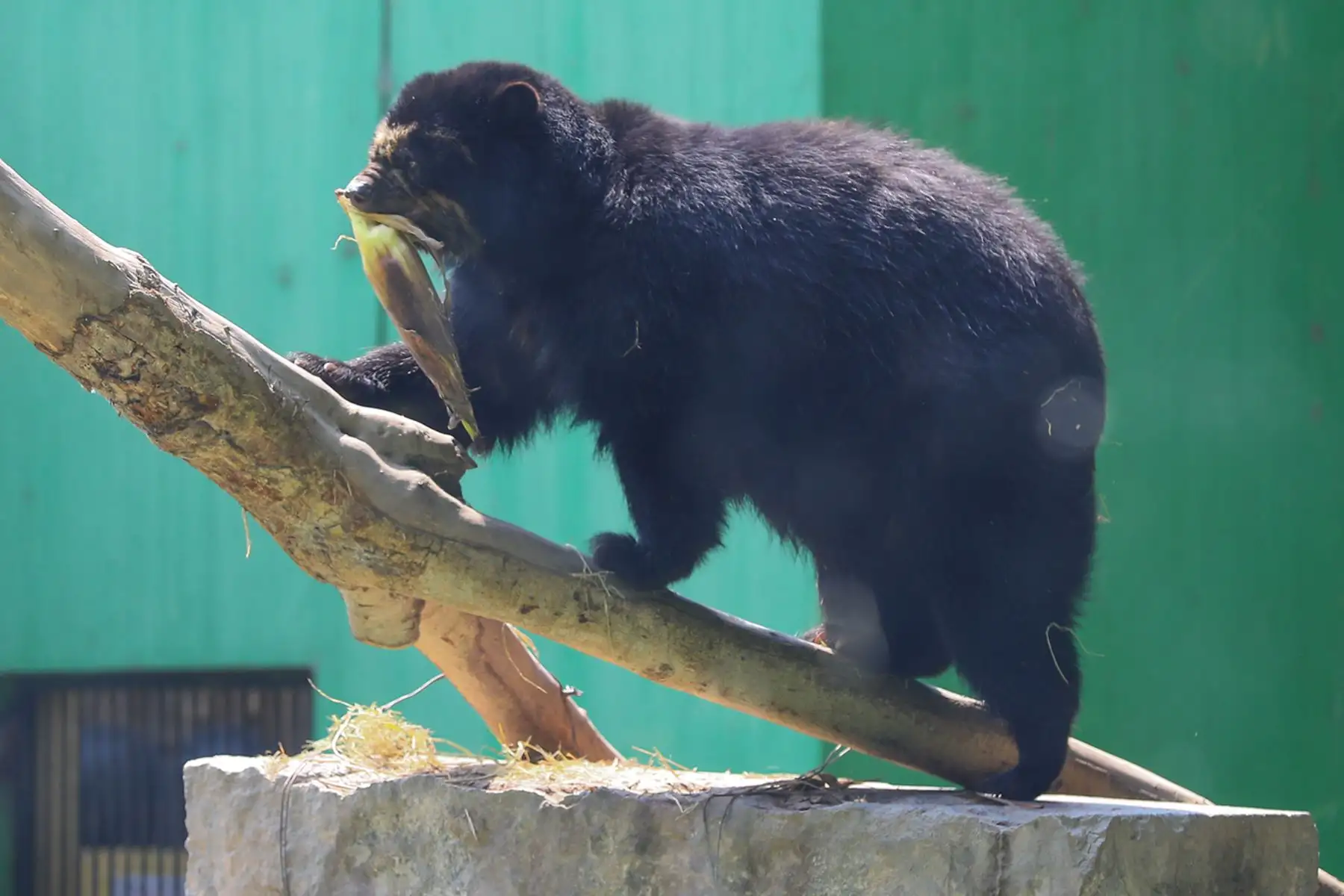 El Oso andino, también conocido como oso de anteojos, es la única especie de oso en Sudamérica y enfrenta amenazas como la pérdida de hábitat y la caza ilegal. Foto: ANDINA / Verónica Calderón Zúñiga