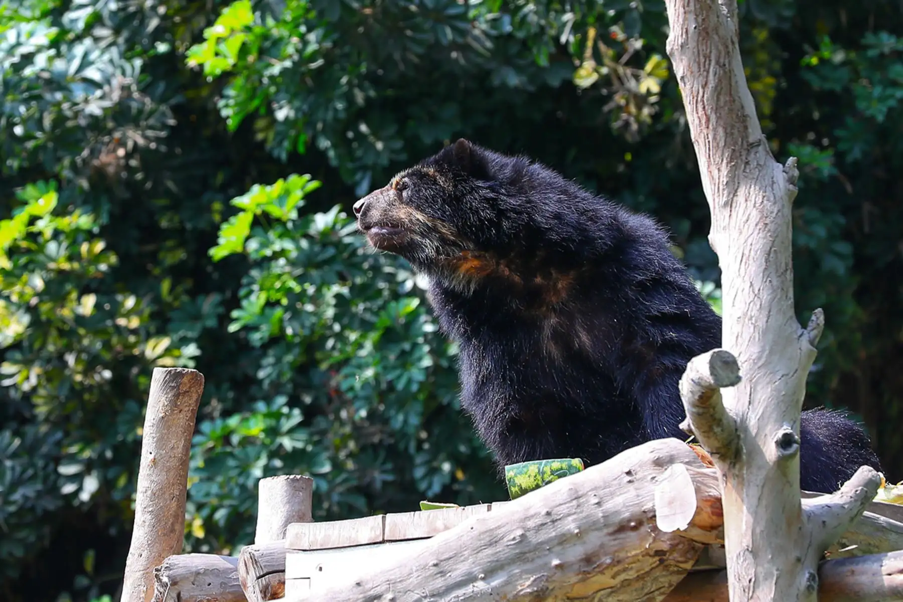 El Oso andino, también conocido como oso de anteojos, es la única especie de oso en Sudamérica y enfrenta amenazas como la pérdida de hábitat y la caza ilegal. Foto: ANDINA / Verónica Calderón Zúñiga