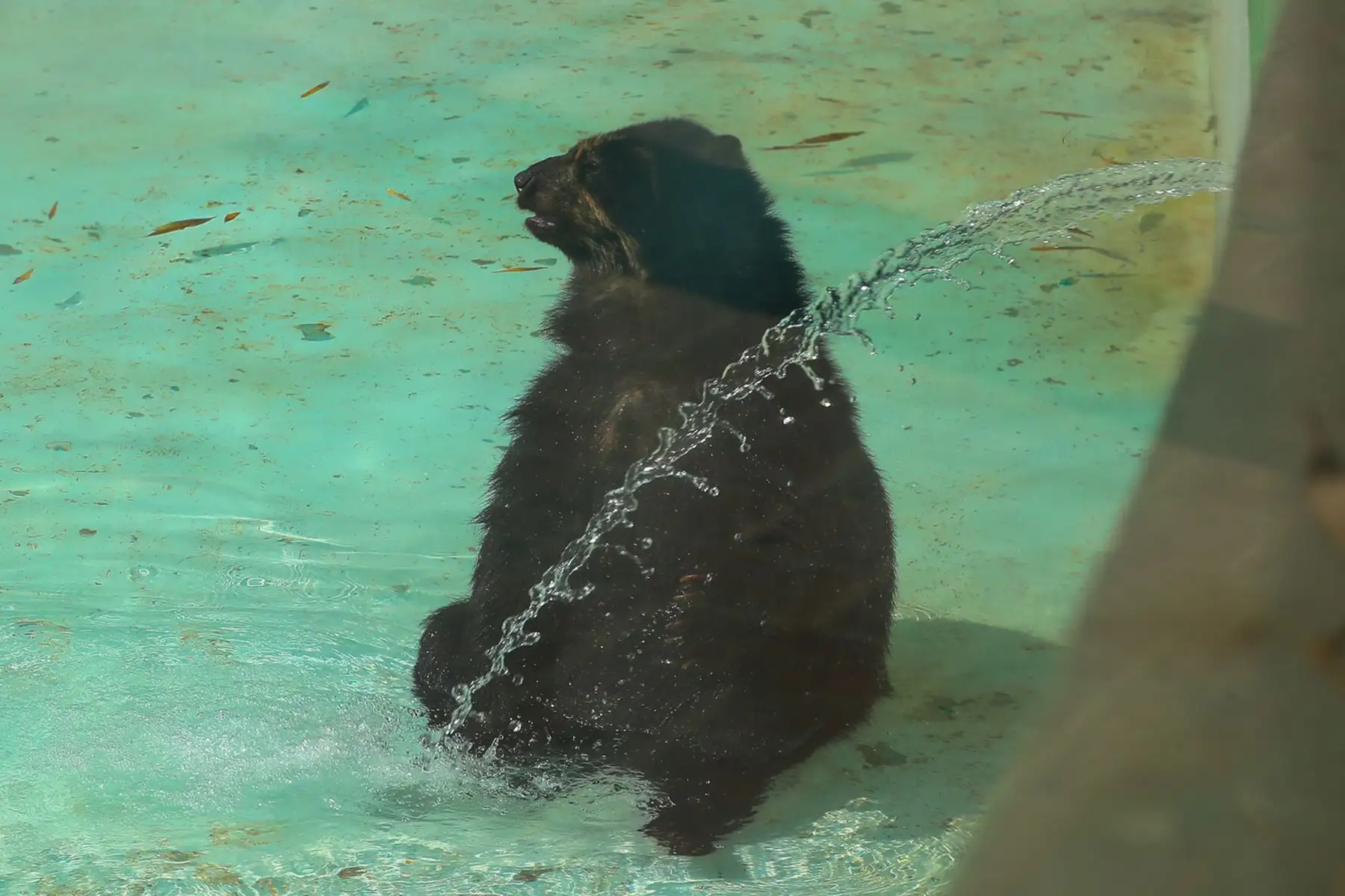 Especialistas del Servicio Nacional Forestal y de Fauna Silvestre impulsan acciones para la conservación del Oso andino, especie vulnerable y fundamental para el equilibrio ecológico. Foto: ANDINA / Verónica Calderón Zúñiga