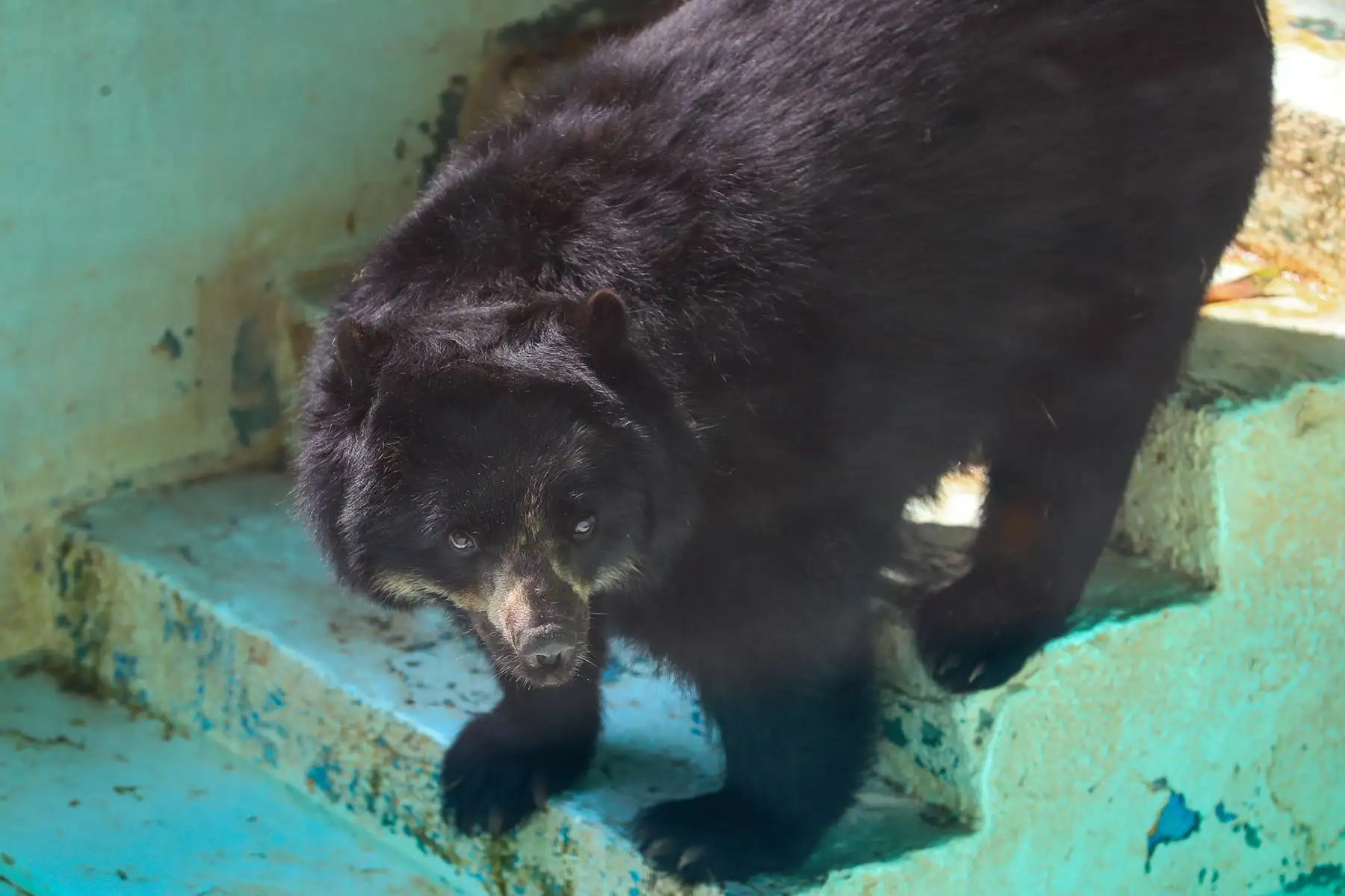 Especialistas del Servicio Nacional Forestal y de Fauna Silvestre impulsan acciones para la conservación del Oso andino, especie vulnerable y fundamental para el equilibrio ecológico. Foto: ANDINA / Verónica Calderón Zúñiga