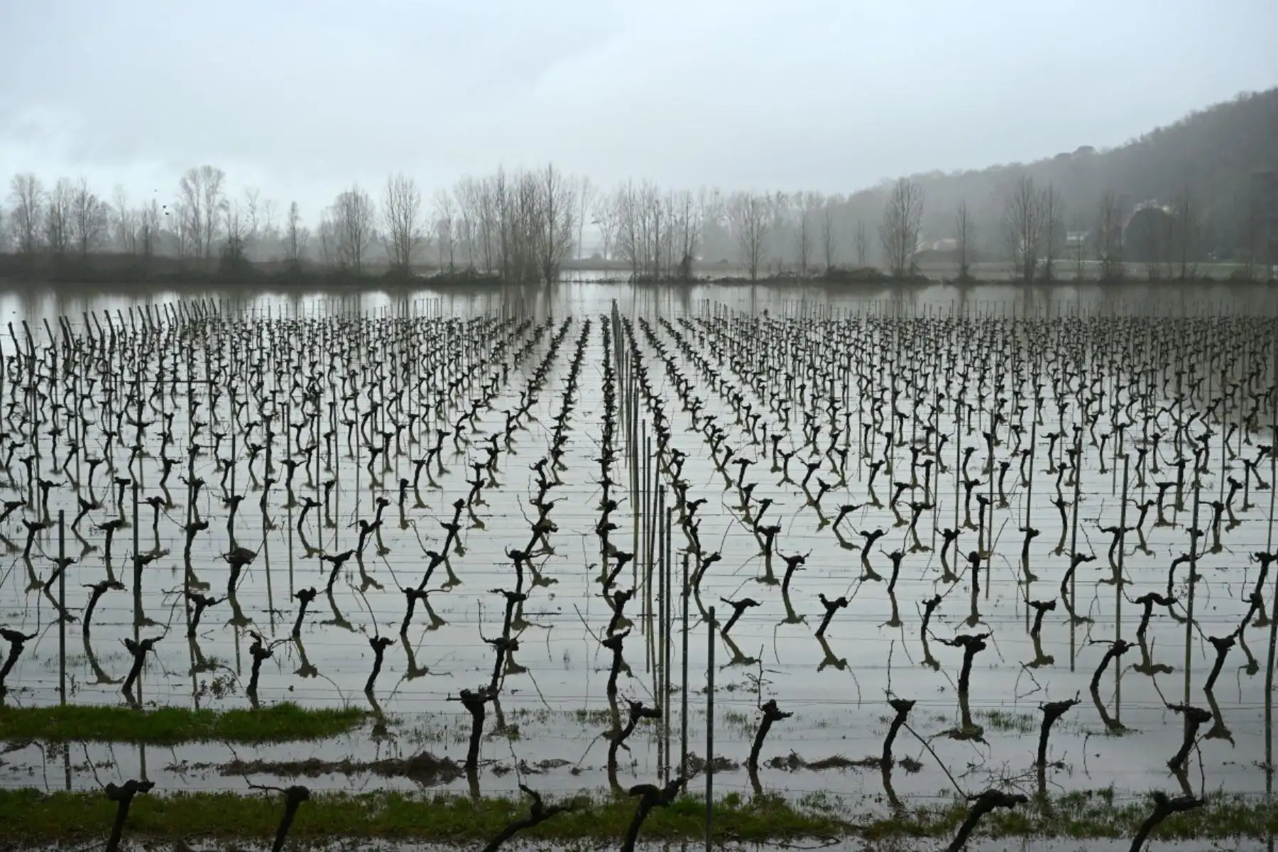 Esta fotografía muestra viñedos inundados junto al río Garona en Langoiran, suroeste de Francia. Foto:AFP