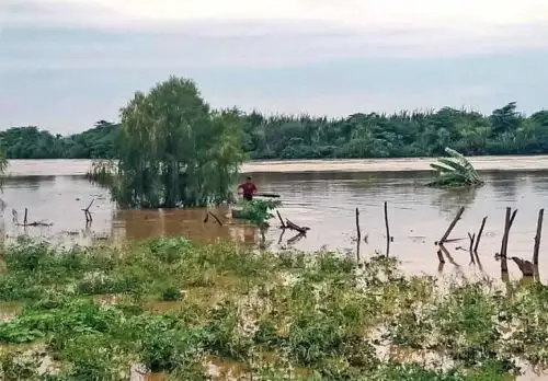 Más de 500 hectáreas agrícolas quedaron bajo el agua tras el último desborde del río Tumbes, situación que afecta de manera directa a los productores de banano en la provincia, según informó el alcalde provincial de Tumbes, Hildebrando Antón Navarro. ANDINA/Difusión