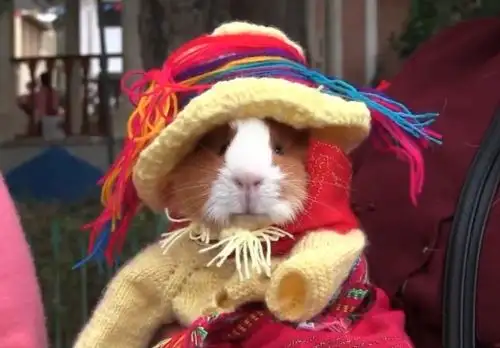 Un singular concurso de belleza y carrera protagonizaron varios ejemplares de cuy en una actividad celebrada en el distrito de Pueblo Libre, provincia de Huaylas, región Áncash, Los entrañables animales lucieron sus mejores trajes típicos, sombreros y accesorios. ANDINA/Difusión