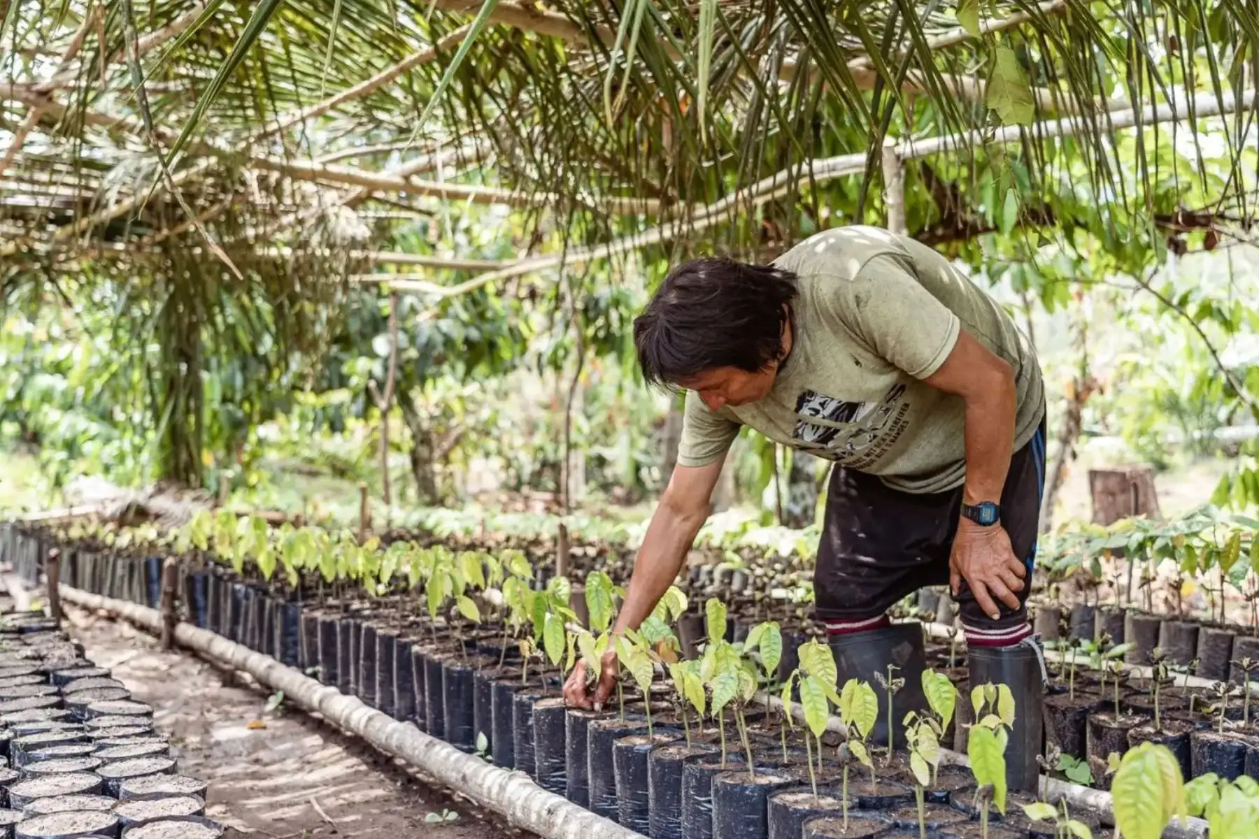 Los bionegocios de la Amazonía peruana serán impulsadas en el 2026 con las Mesas ejecutivas descentralizadas que lidera el Ministerio de Economía y Finanzas (MEF).ANDINA/Difusión