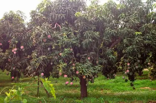 Cultivos afectados por las lluvias en la costa norte del país.