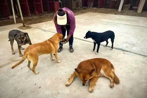 ATU informó que los perritos de la Estación Naranjal se encuentran sanos y a salvo en un albergue provisional en Ancón. Foto: ANDINA/Difusión