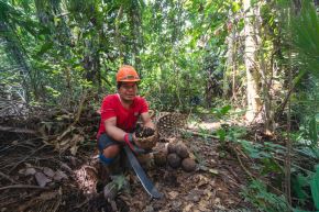 Familias de la comunidad nativa de Palma Real se benefician con el aprovechamiento sostenible de la castaña. Foto: Minam/Difusión