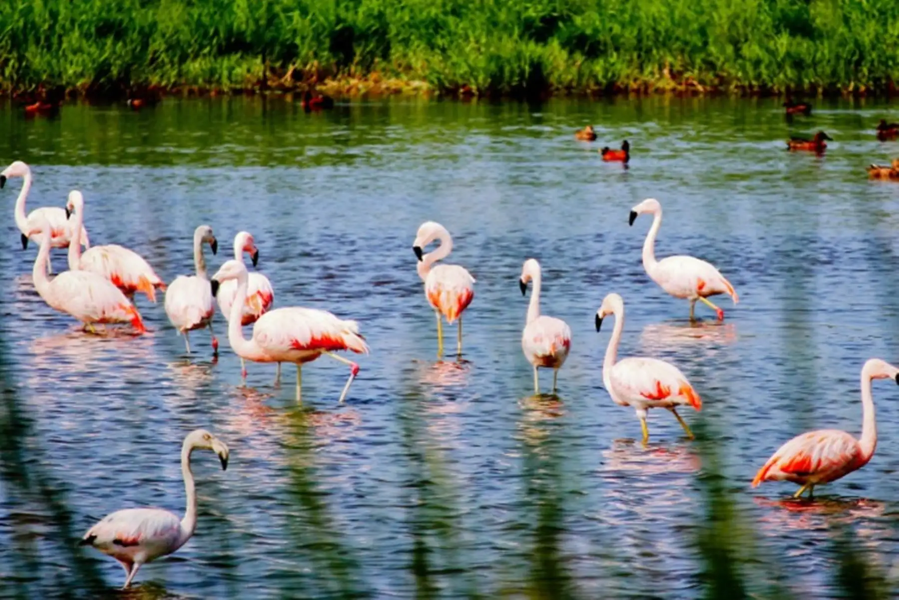 Santuario Nacional Lagunas de Mejía