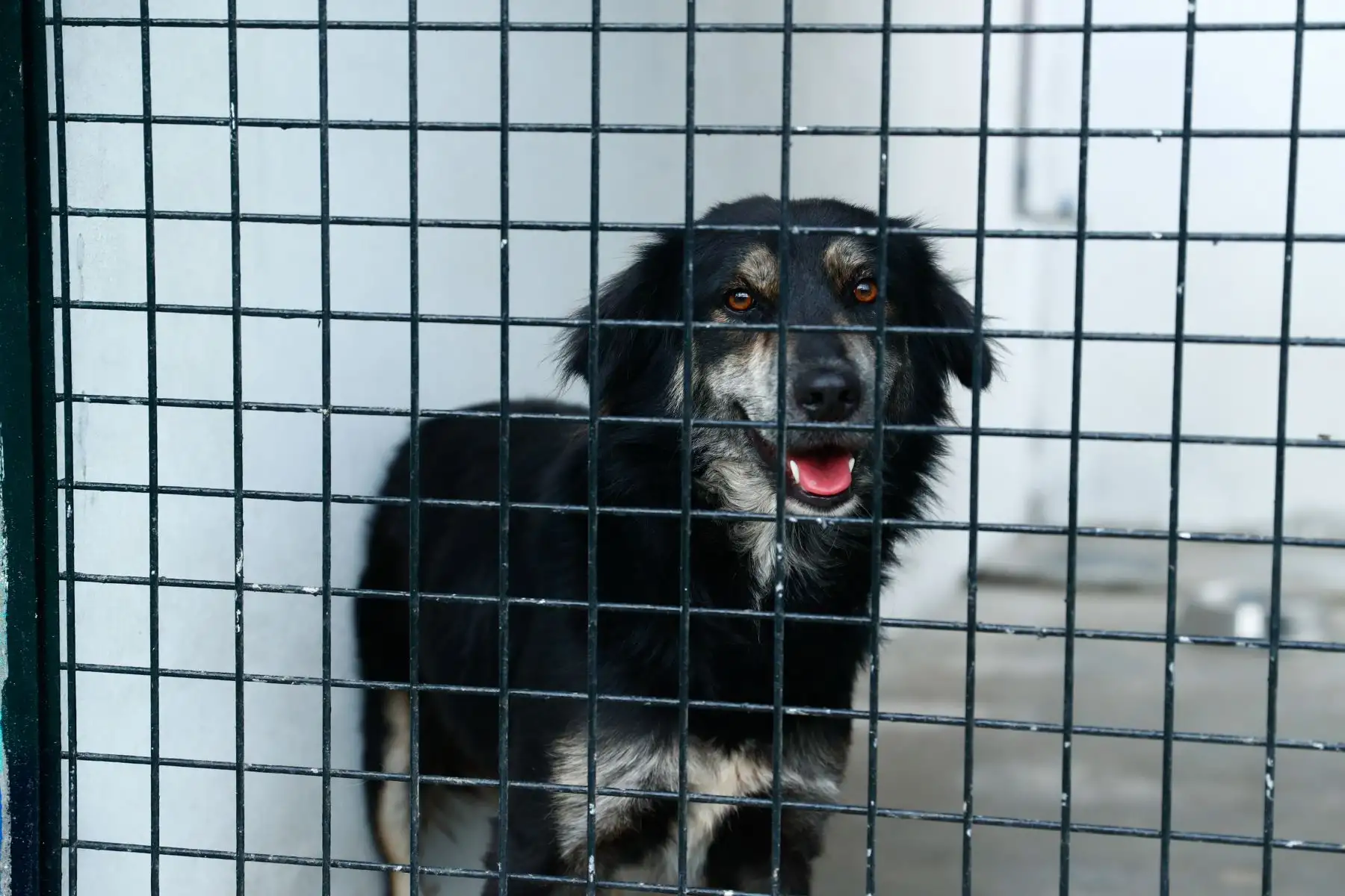 El homenaje póstumo al suboficial PNP Patrick Ospina en el Albergue Municipal de Mascotas de Surco, que desde ahora lleva su nombre, fue presidido por la Municipalidad de Surco y la División de Emergencia de la Región Policial Lima. Foto: ANDINA/Daniel Bracamonte