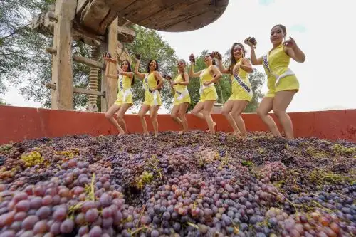 Candidatas a reina del Festival Internacional de la Vendimia de Ica participaron en la tradicional pisa de uva. Foto: Genry Bautista