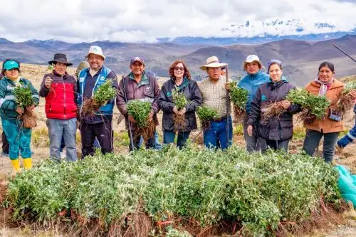 Más de 200,000 árboles de quenual fueron sembrados en las cabeceras de cuenca del valle de Fortaleza, donde recorre el río Fortaleza y que comprende territorios de las provincias de Bolognesi y Huarmey, región Áncash, como parte de una estrategia donde participan comunidades de la zona.