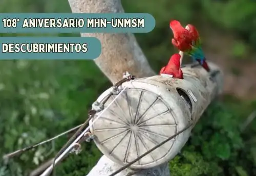 Una pareja de guacayamos cabezones se acopló a un nido artificial que colocó en lo alto de un árbol gigante en Madre de Dios un equipo de investigadores del Museo de Historia Natural para conocer la vida íntima y desafíos de supervivencia de esta especie. ANDINA/Difusión