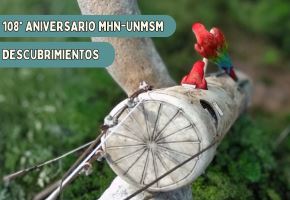 Una pareja de guacayamos cabezones se acopló a un nido artificial que colocó en lo alto de un árbol gigante en Madre de Dios un equipo de investigadores del Museo de Historia Natural para conocer la vida íntima y desafíos de supervivencia de esta especie. ANDINA/Difusión