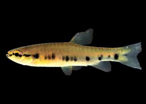 Investigadores del Instituto de Investigaciones de la Amazonía Peruana (IIAP) identificaron una nueva especie de pez en las aguas del río Tigre, que recorre la provincia y región Loreto. Este ejemplar destaca por un patrón de manchas oscuras en su cuerpo. ANDINA/Difusión